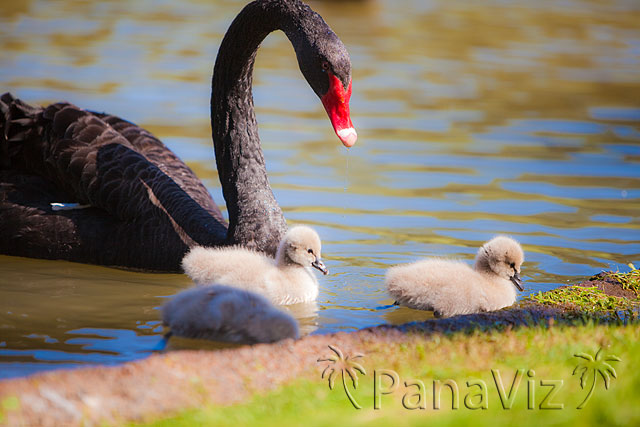 Black Swan and Cygnets at KoOlina