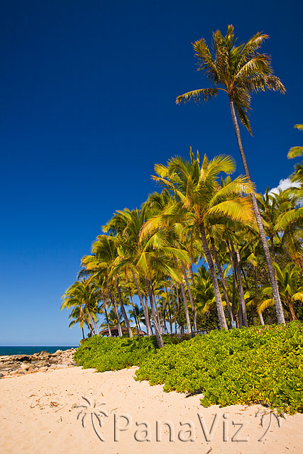 Hawaii and Palm Trees