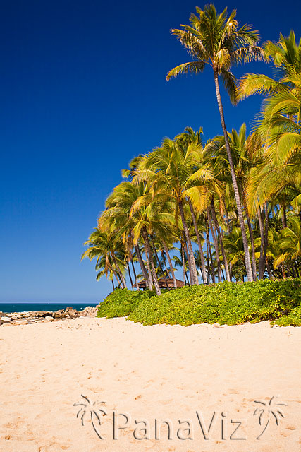 Hawaii Beach Scene