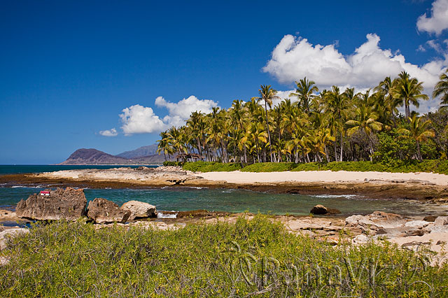 Hawaii and Palm Trees