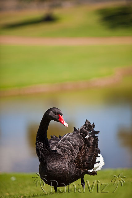 Beautiful Swan at KoOlina