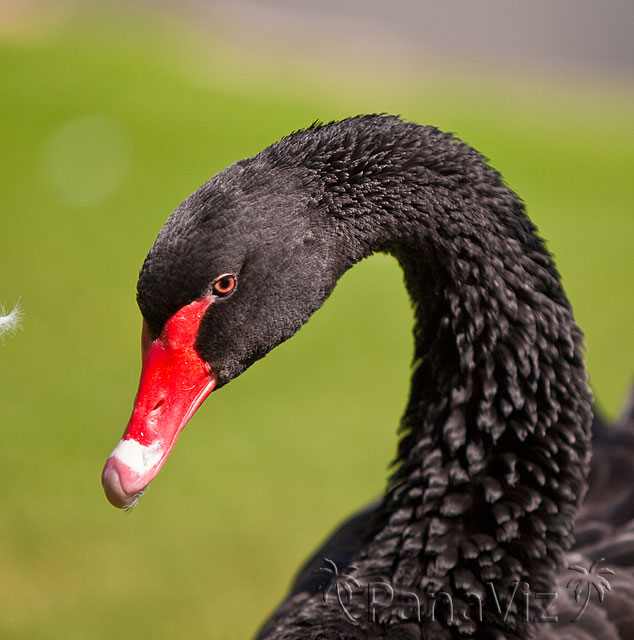 Black Swan at KoOlina