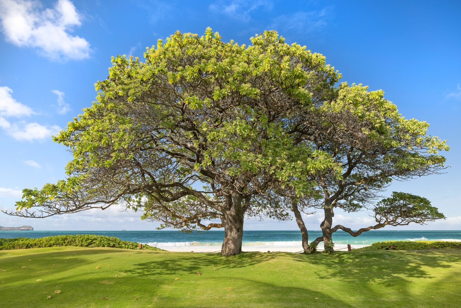 Hawaii life